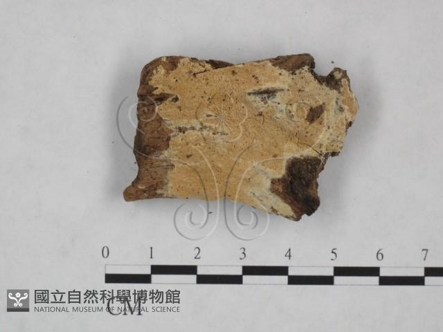 登錄號:F0025269藏品圖，第1張
