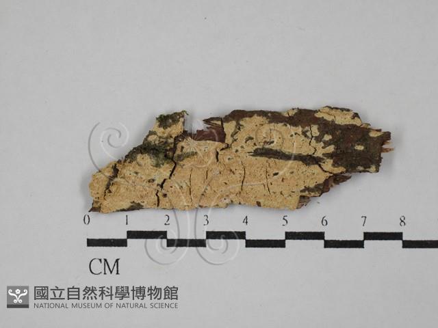 登錄號:F0029269藏品圖，第1張