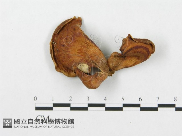 登錄號:F0003269藏品圖，第1張
