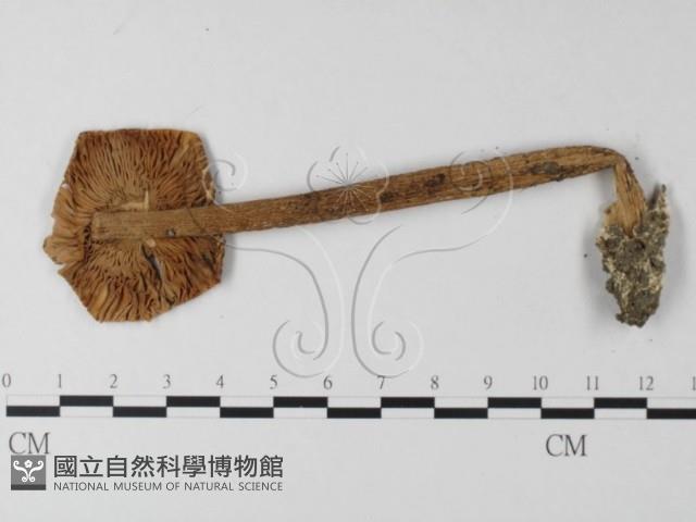 登錄號:F0013269藏品圖，第1張