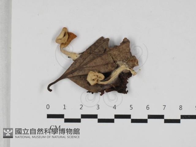 杯傘屬藏品圖，第1張