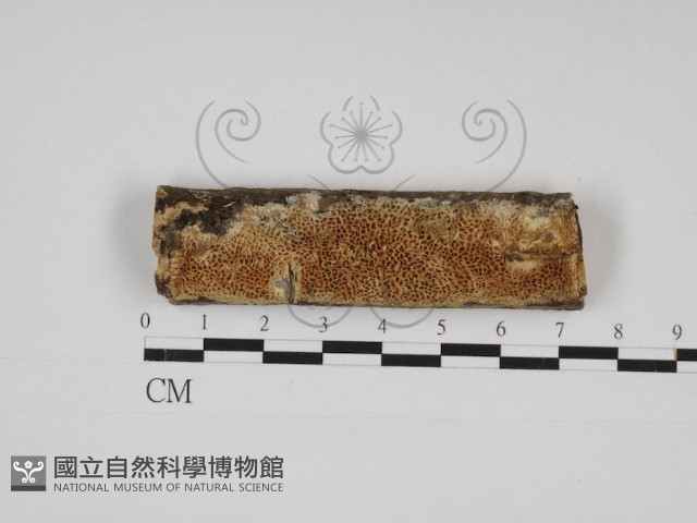 登錄號:F0028869藏品圖，第1張