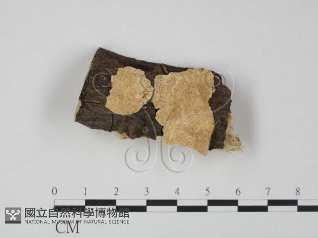 登錄號:F0008869藏品圖，第1張