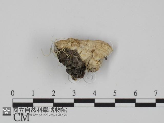 登錄號:F0018869藏品圖，第1張