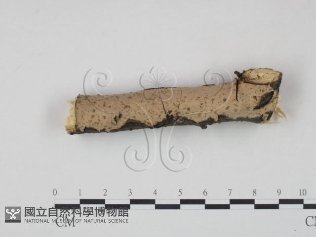 筍殼菌屬藏品圖，第1張