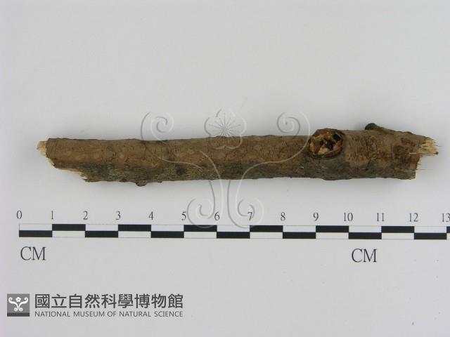 刺革菌屬藏品圖，第1張