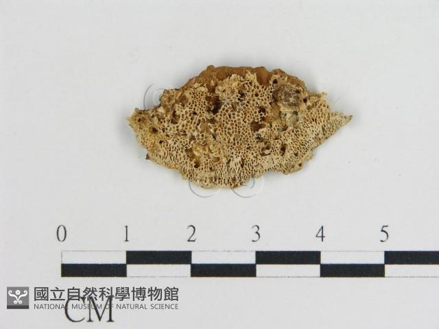 登錄號:F0010869藏品圖，第1張