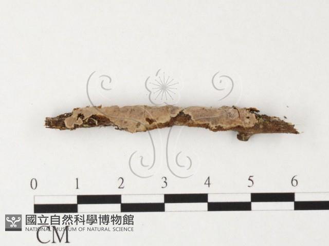 登錄號:F0026869藏品圖，第1張