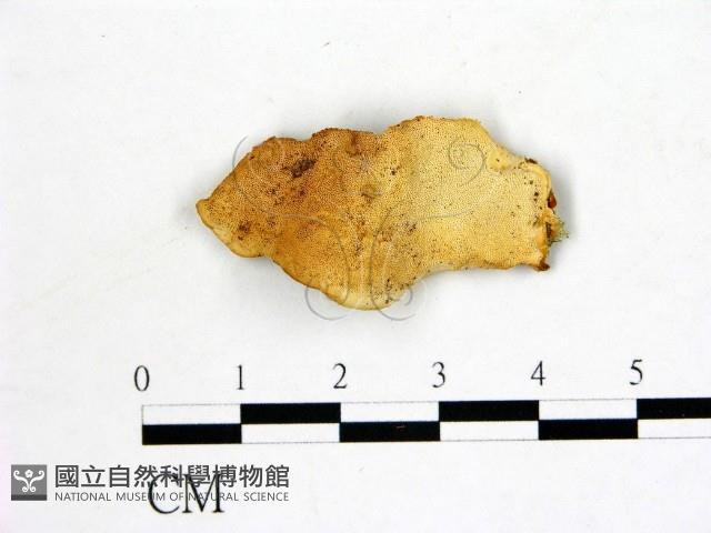 登錄號:F0006869藏品圖，第1張