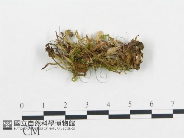 登錄號:F0016869藏品圖，第1張