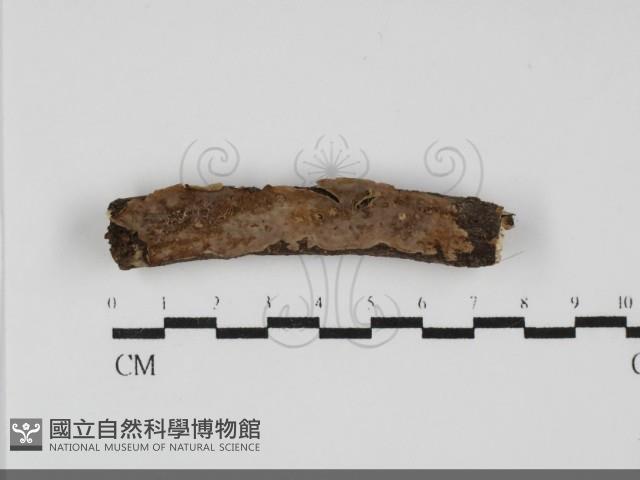 登錄號:F0031869藏品圖，第1張