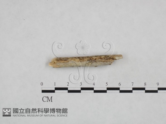 登錄號:F0024869藏品圖，第1張