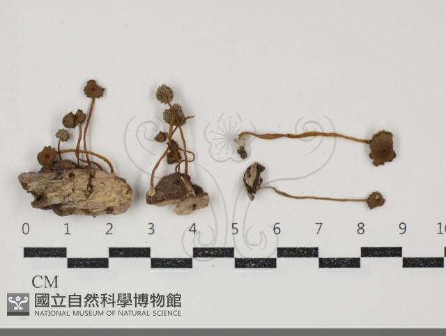 登錄號:F0034869藏品圖，第1張