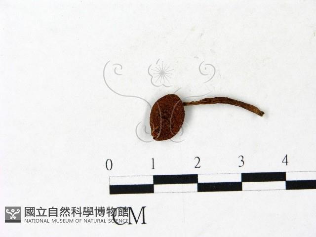 登錄號:F0022869藏品圖，第1張