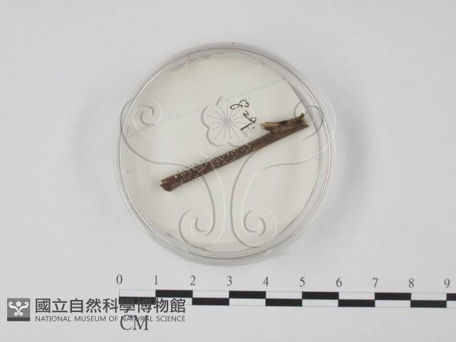 登錄號:F0012869藏品圖，第1張