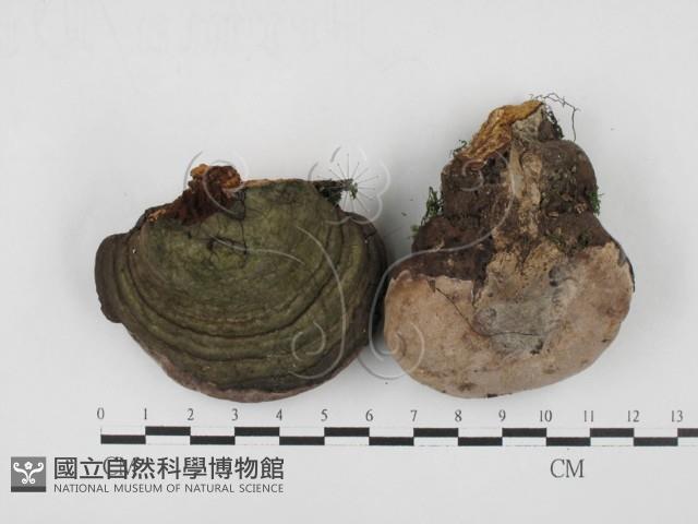 靈芝屬藏品圖，第1張