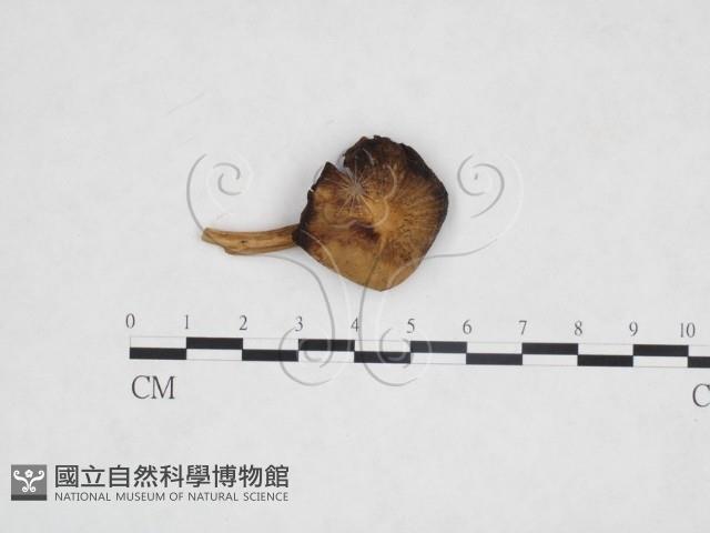 登錄號:F0025869藏品圖，第1張