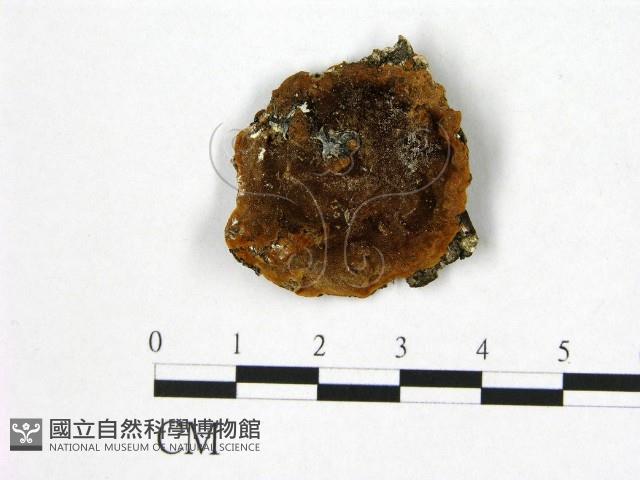 登錄號:F0005869藏品圖，第1張