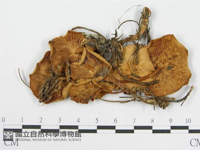 登錄號:F0015869藏品圖，第1張