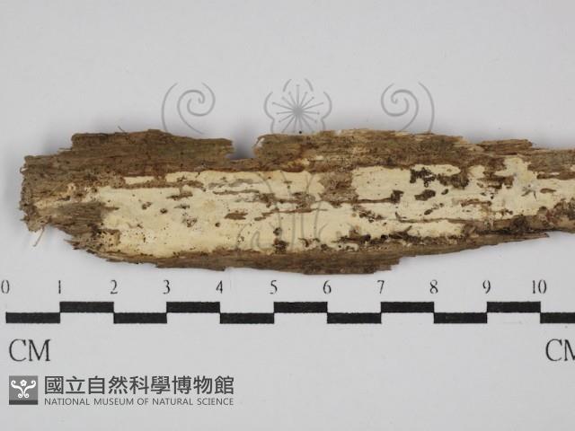 登錄號:F0029869藏品圖，第1張