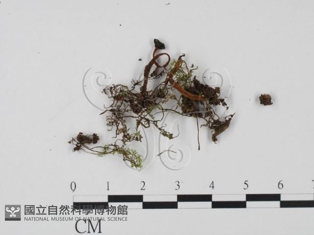 登錄號:F0009869藏品圖，第1張