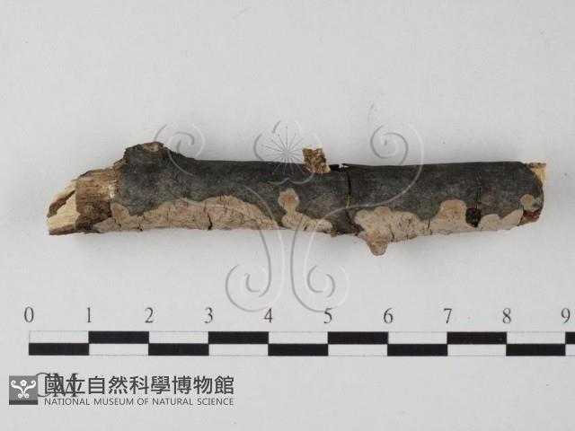 雲南無扣菌藏品圖，第1張