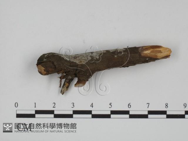 登錄號:F0003869藏品圖，第1張