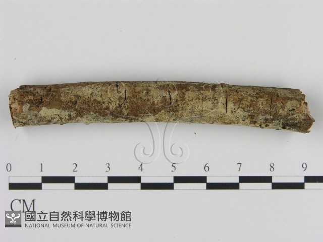 登錄號:F0013869藏品圖，第1張