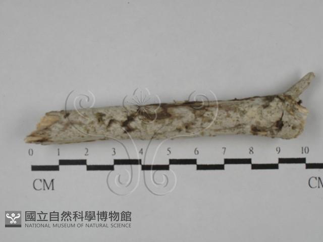 登錄號:F0028969藏品圖，第1張