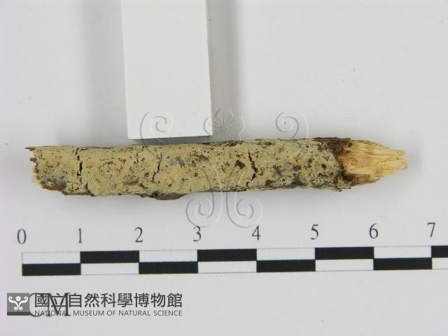 登錄號:F0008969藏品圖，第1張