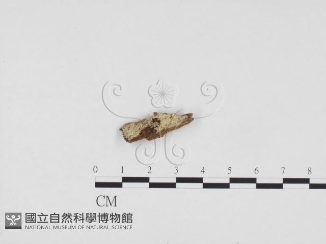 冇骨消絲齒菌藏品圖，第1張