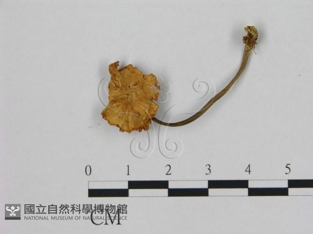 小皮傘屬藏品圖，第1張