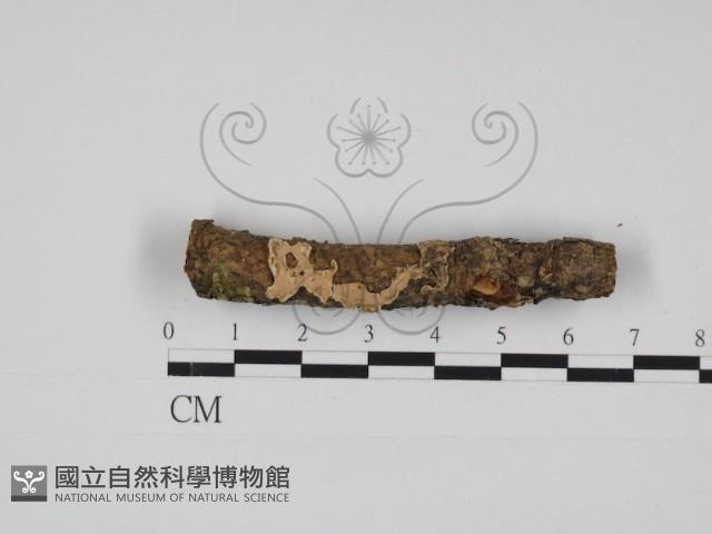 登錄號:F0030969藏品圖，第1張