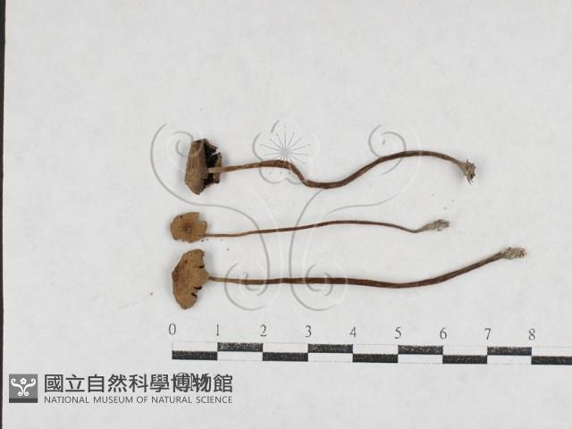 登錄號:F0026969藏品圖，第1張