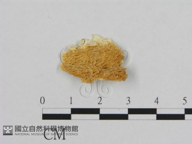 登錄號:F0006969藏品圖，第1張