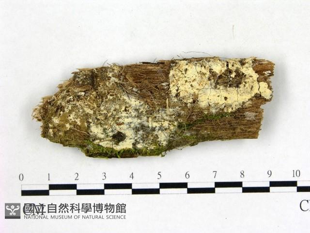 登錄號:F0016969藏品圖，第1張