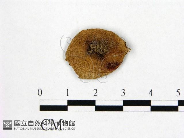 登錄號:F0021969藏品圖，第1張