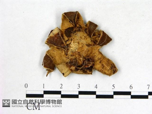 登錄號:F0011969藏品圖，第1張