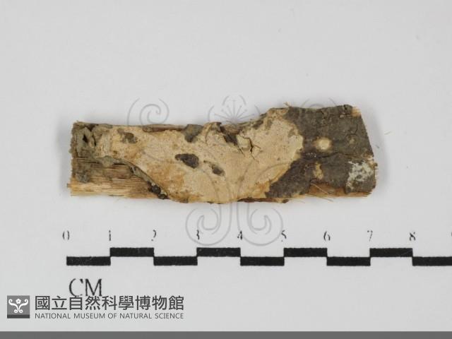 登錄號:F0031969藏品圖，第1張