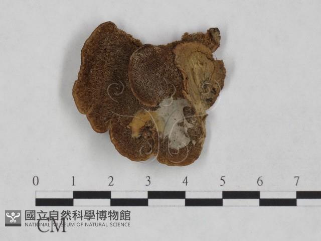 登錄號:F0024969藏品圖，第1張