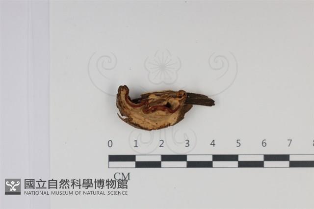 館號:F0034969藏品圖，第1張