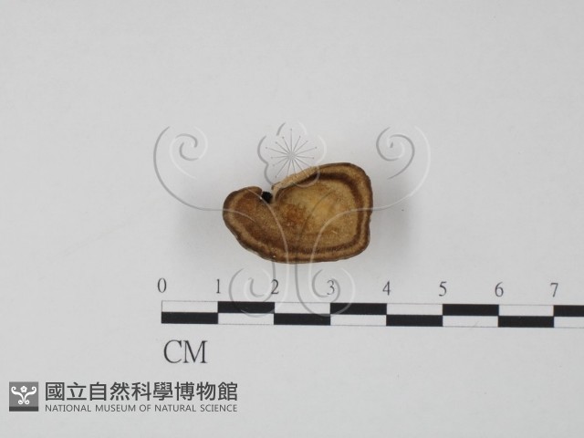 登錄號:F0002969藏品圖，第1張
