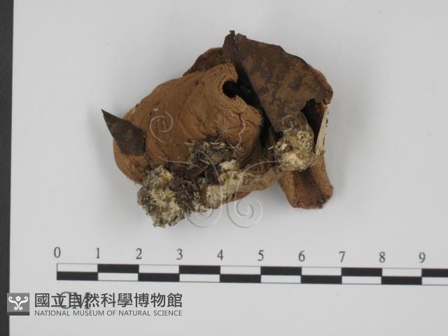 登錄號:F0012969藏品圖，第1張