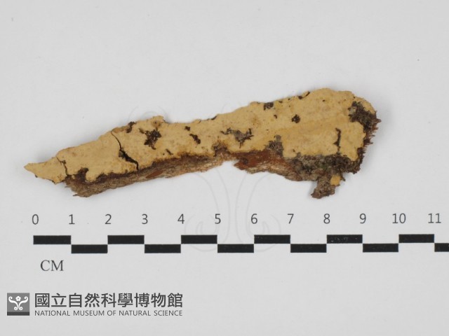 叉絲革菌屬藏品圖，第1張