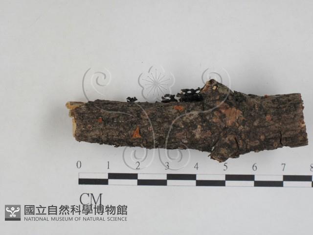 登錄號:F0027969藏品圖，第1張