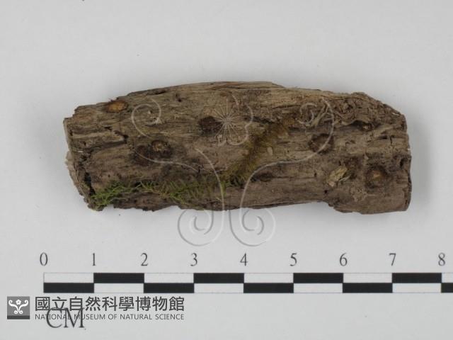 館號:F0017969藏品圖，第1張