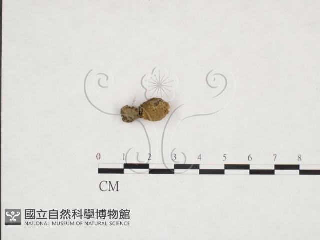 登錄號:F0025969藏品圖，第1張