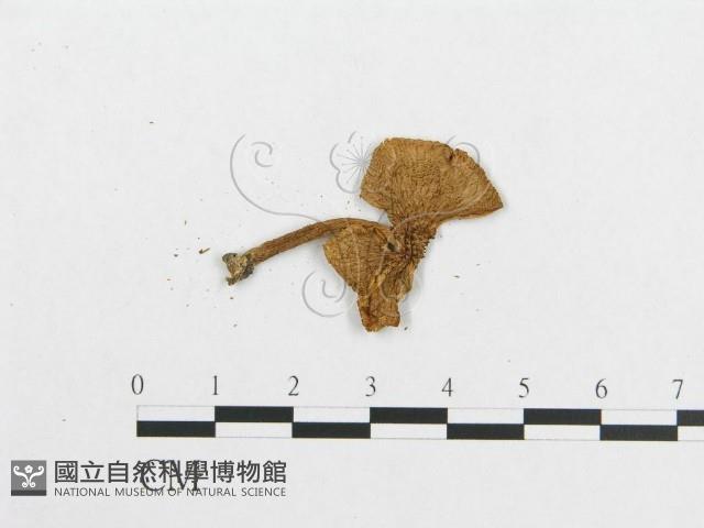 登錄號:F0015969藏品圖，第1張