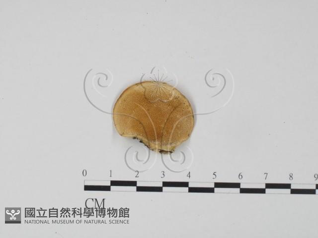 登錄號:F0019969藏品圖，第1張