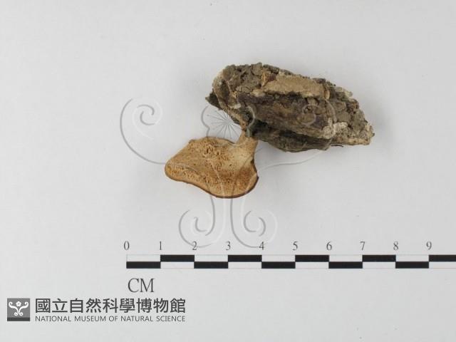多孔菌屬藏品圖，第1張